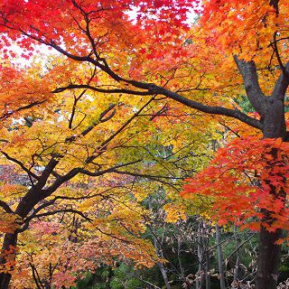紅葉